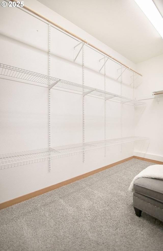 spacious closet with carpet flooring