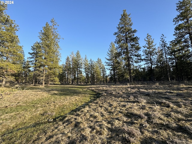 view of local wilderness