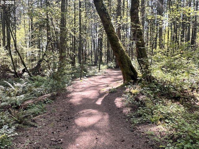 view of street with a forest view