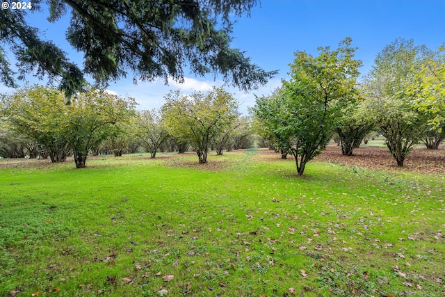 view of yard with a rural view