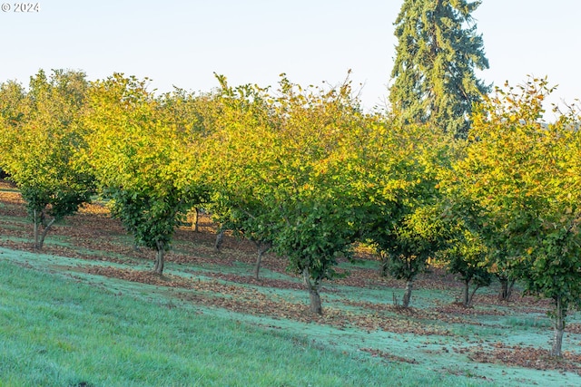 view of yard with a rural view