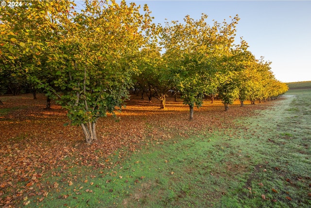 view of yard with a rural view