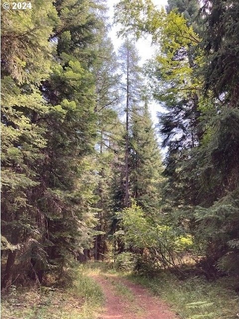 view of local wilderness with a wooded view