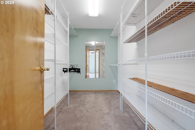 spacious closet featuring carpet