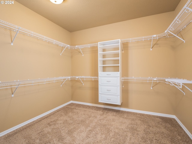 walk in closet with carpet flooring