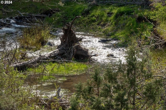 view of local wilderness