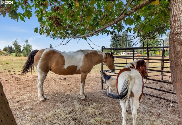 view of horse barn