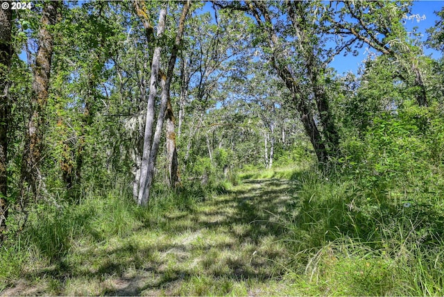 view of local wilderness