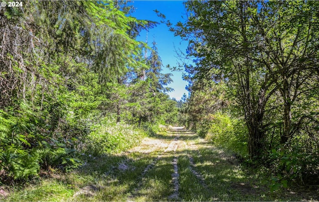 view of local wilderness