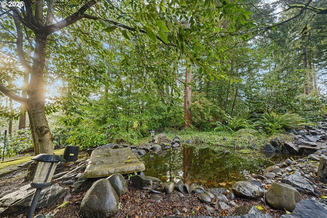 view of local wilderness