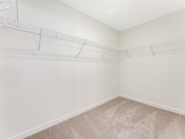 walk in closet featuring light colored carpet