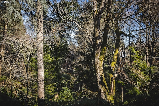 view of local wilderness with a wooded view