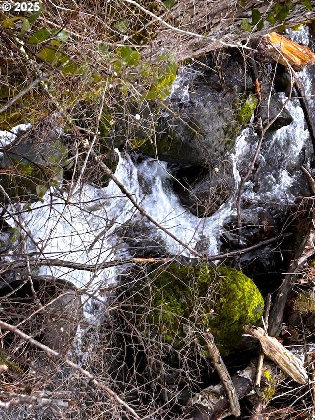 view of local wilderness