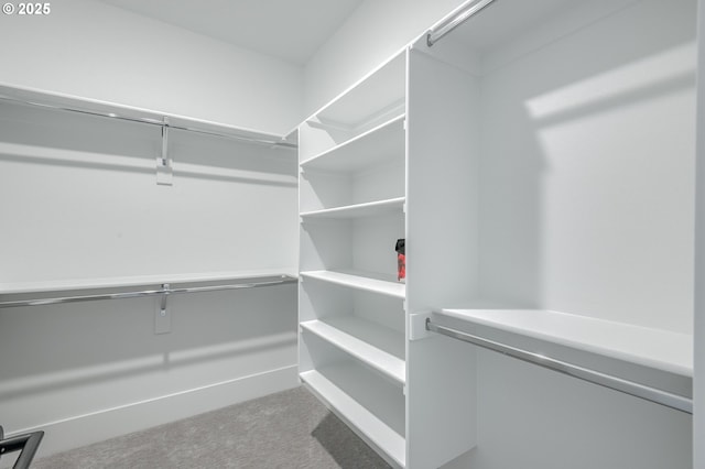 spacious closet featuring carpet flooring