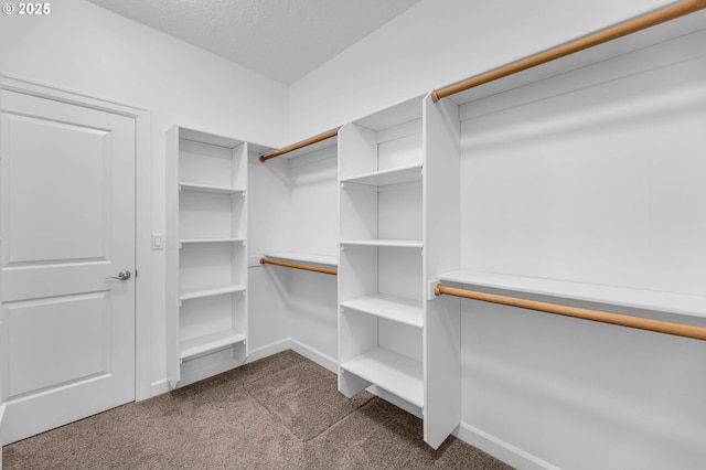 spacious closet featuring carpet