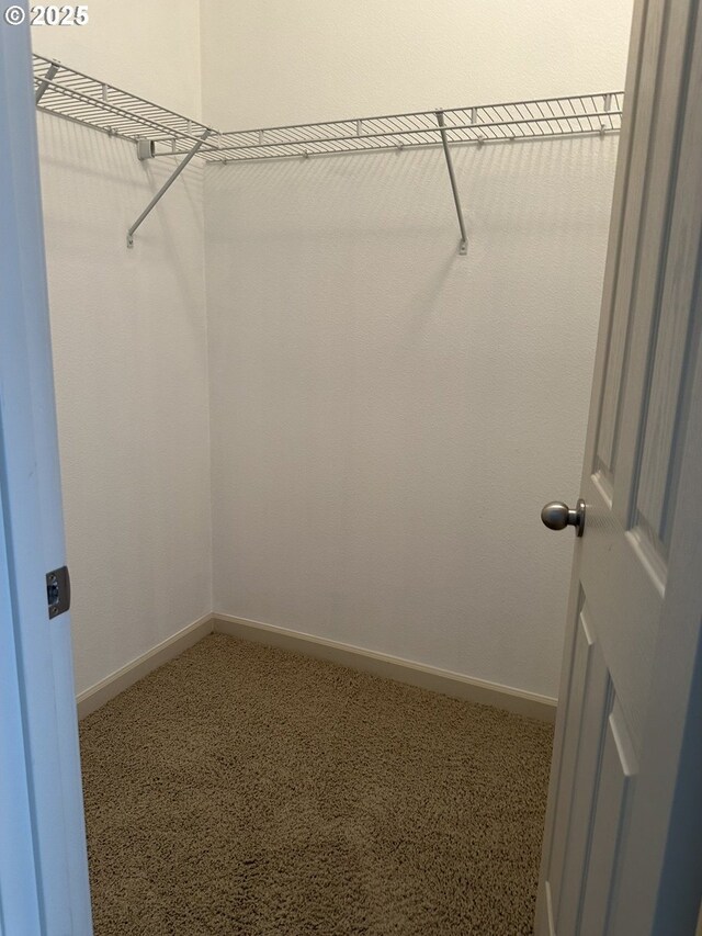 walk in closet with carpet flooring