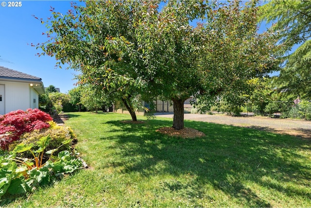 1810 D St, Forest Grove, OR 97116 - view of green lawn