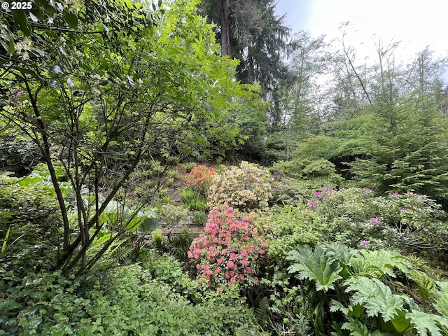 755 17th Ave, Coos Bay, OR 97420 - view of local wilderness