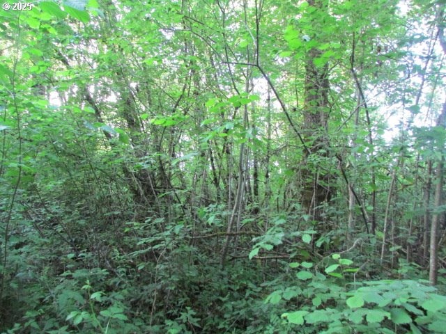 21451 SE Webfoot Rd, Dayton, OR 97114 - view of woods