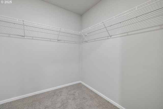 walk in closet with carpet flooring