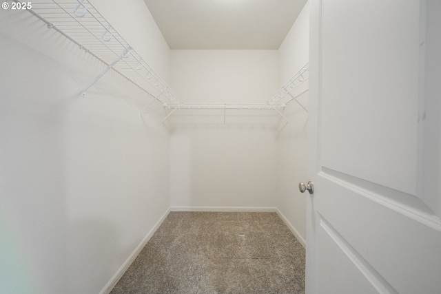 walk in closet with carpet floors