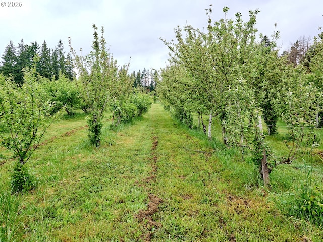 13601 S Union Hall Rd, Canby, OR 97013 - view of local wilderness