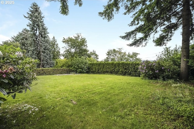 8100 SW 6th Ave, Portland, OR 97219 - view of yard