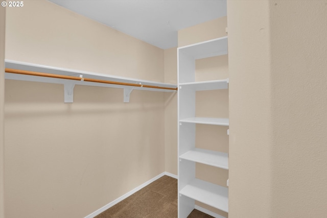 walk in closet featuring carpet flooring