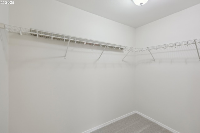 spacious closet with carpet