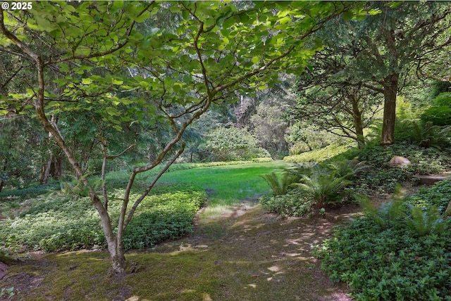 6151 SW Mill St, Portland, OR 97221 - view of yard
