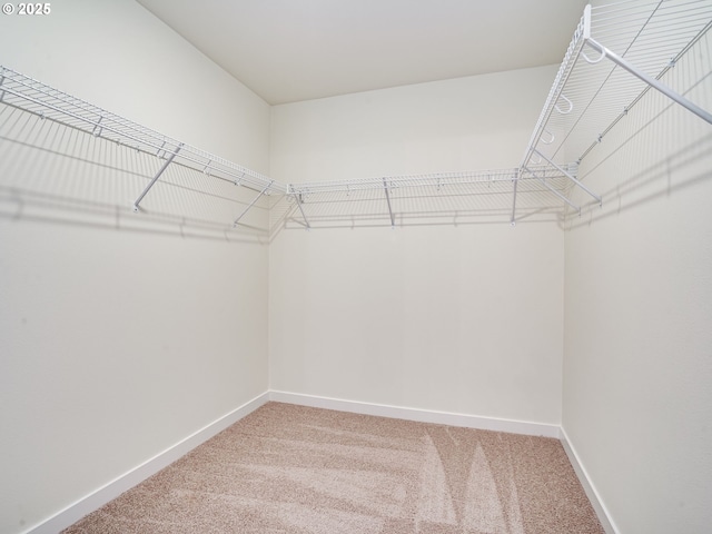 walk in closet featuring carpet flooring