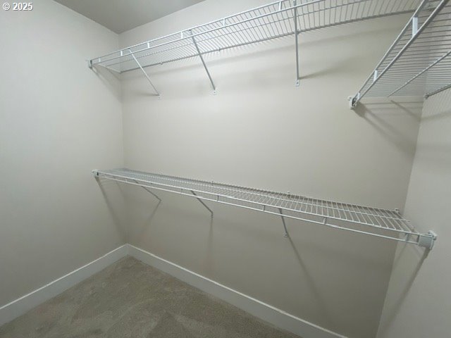 walk in closet featuring carpet floors