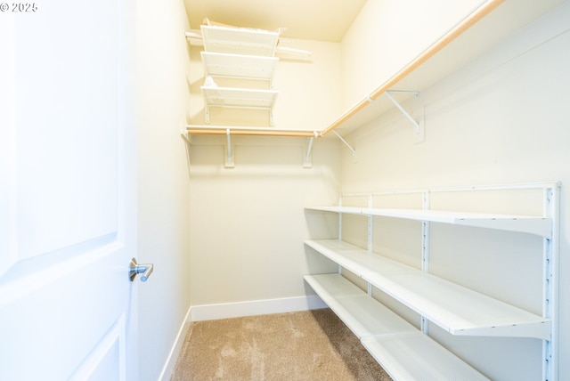 spacious closet featuring carpet