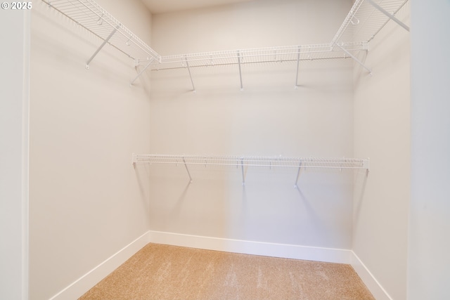 walk in closet with carpet flooring