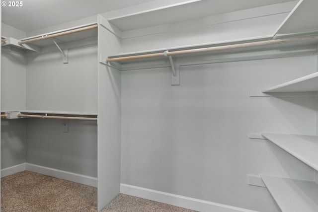 spacious closet featuring carpet