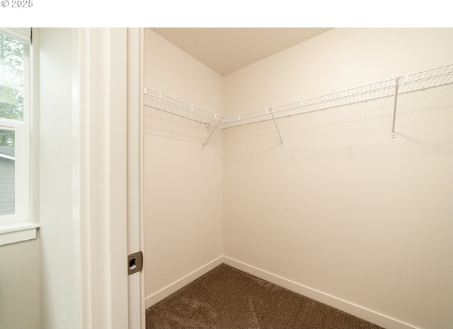 spacious closet featuring carpet floors