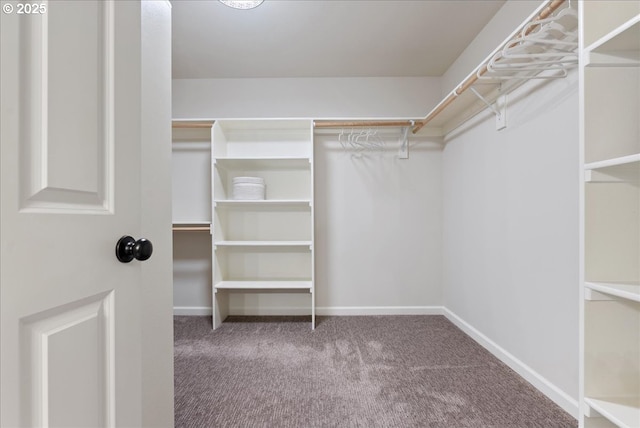 walk in closet with carpet floors
