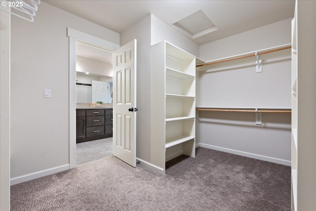 spacious closet featuring attic access and carpet floors
