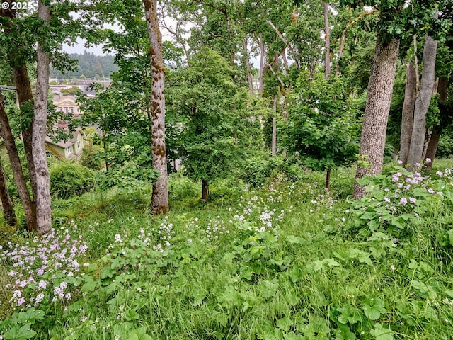 111 5th St, Silverton, OR 97381 - view of local wilderness