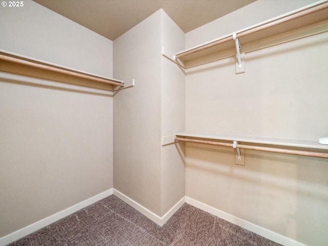 spacious closet featuring carpet flooring