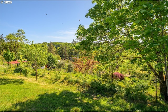 view of tree filled area