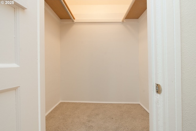 walk in closet with carpet flooring