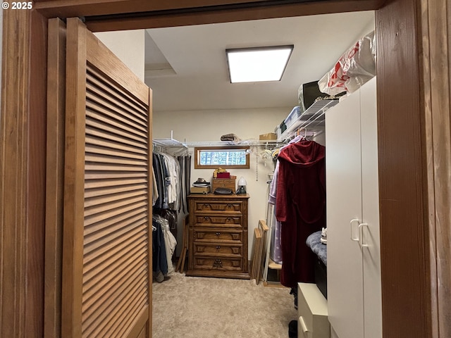 walk in closet featuring carpet flooring