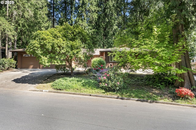 view of property hidden behind natural elements with driveway