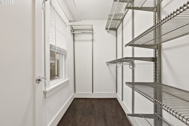 spacious closet featuring dark hardwood / wood-style floors