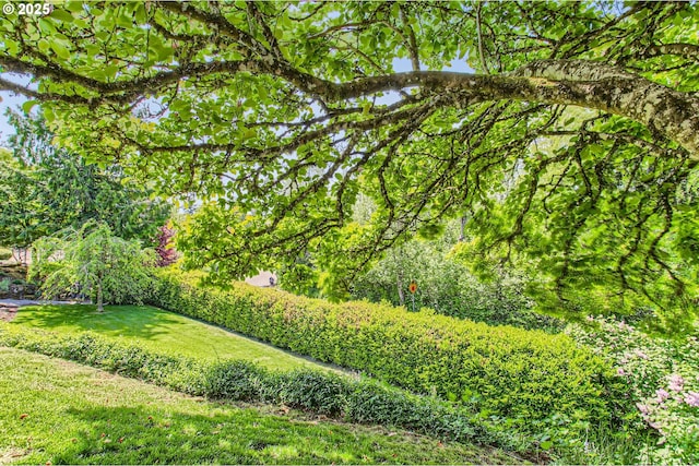 9080 NW Sherry Ct, Portland, OR 97229 - view of grassy yard