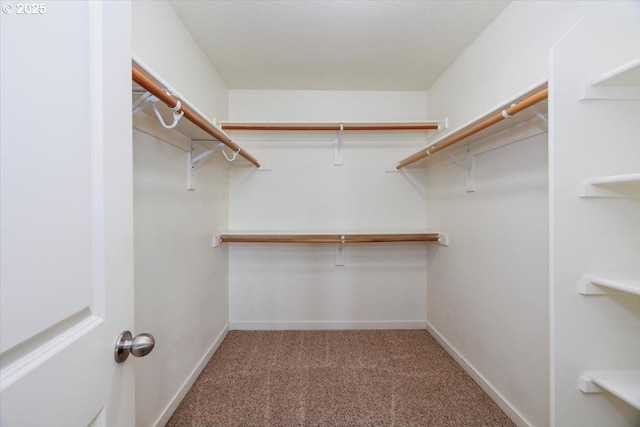 walk in closet with carpet floors