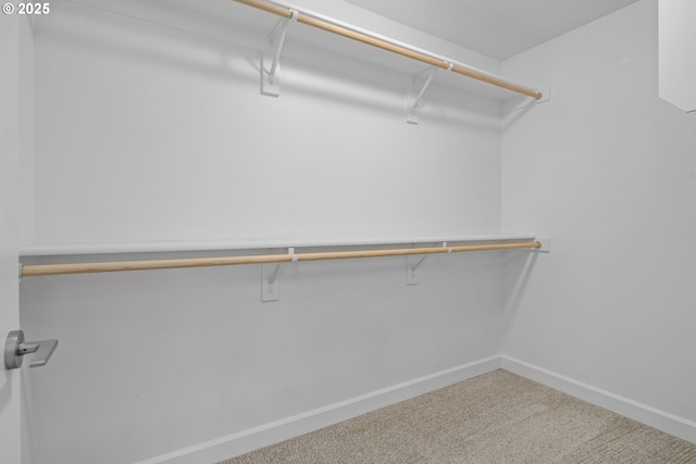 spacious closet featuring carpet