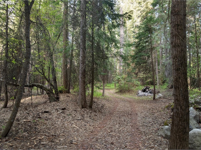 view of woods