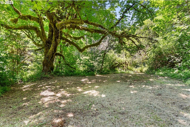 93933 Marcola Rd, Marcola, OR 97454 - view of tree filled area